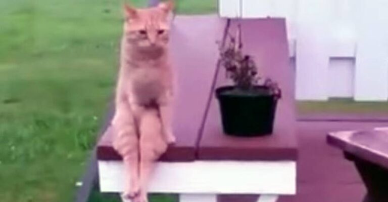 Ginger Cat Sits Like a Human !