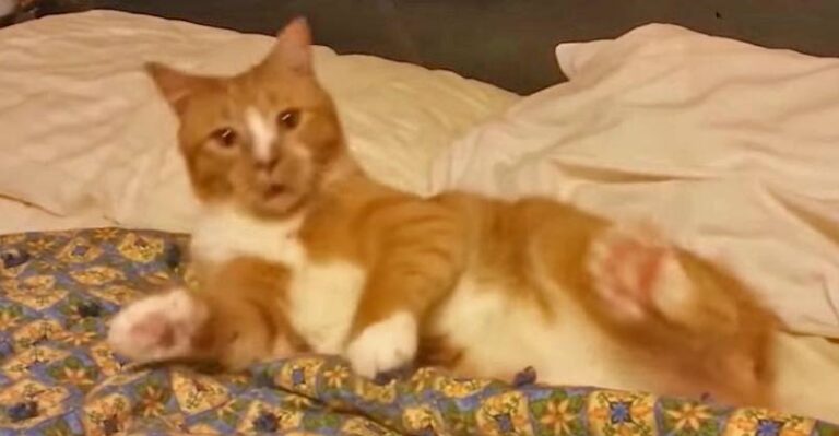 Ginger Kitties Are The Best! – We Love Cats and Kittens