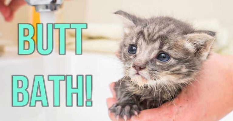 Giving Kittens an Oopsie-Poopsie Butt Bath – We Love Cats and Kittens
