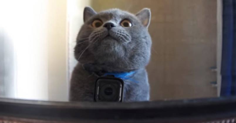 GoPro on a Cat Left Home Alone – We Love Cats and Kittens