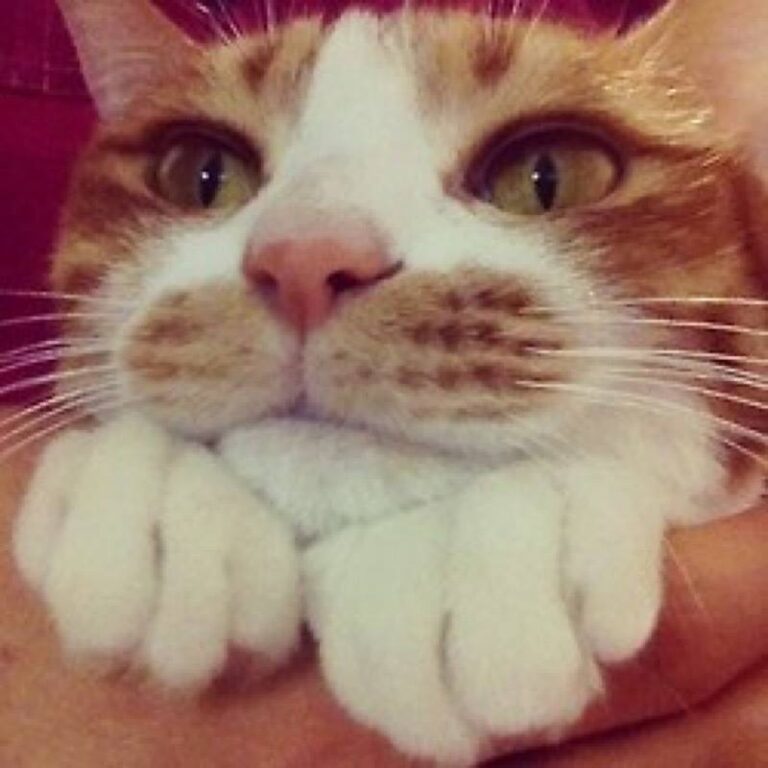 Good morning, my food bowl is empty