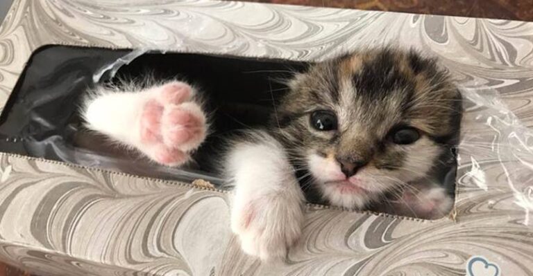Grandpa Finds Missing Kitten Sleeping in Tissue Box – We Love Cats
