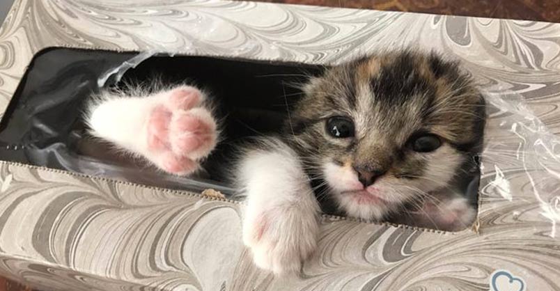 Grandpa Finds Missing Kitten Sleeping in Tissue Box – We Love Cats