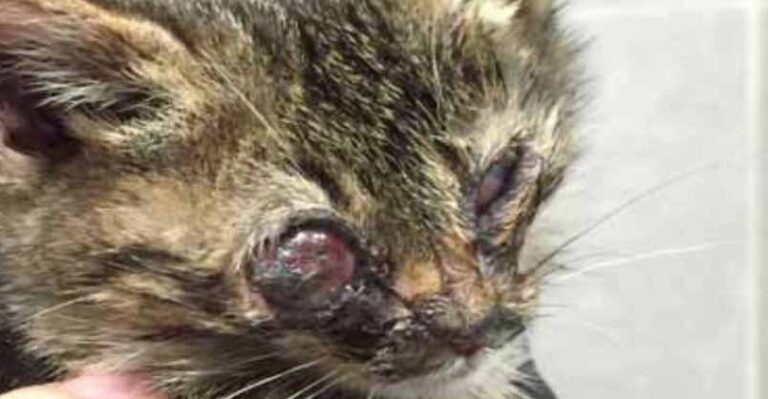 Guy Finds A Dying Kitten On The Streets And Does Everything He Can To
