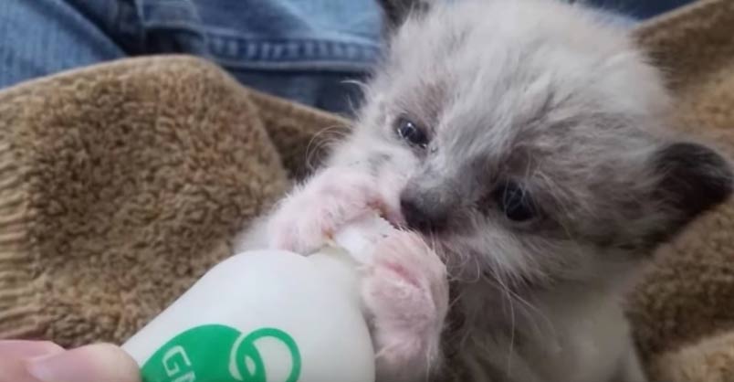 Guy Saves Crying Motherless Kitten and Raises Him into a Cuddlebug –