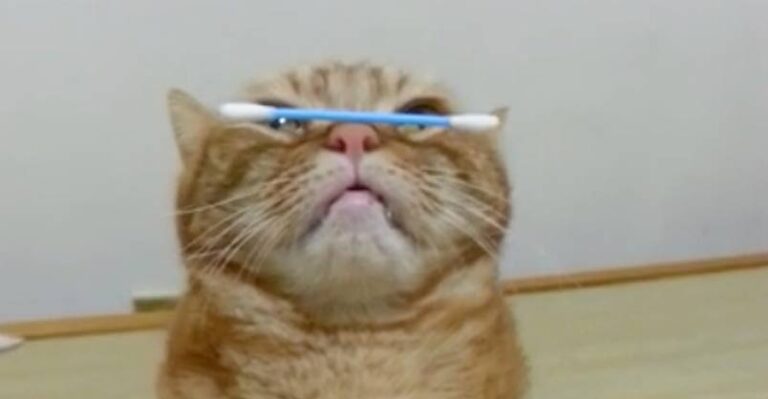 Have You Ever Seen a Cat Do This?