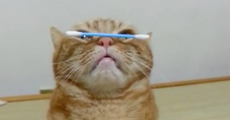 Have You Ever Seen a Cat Do This?