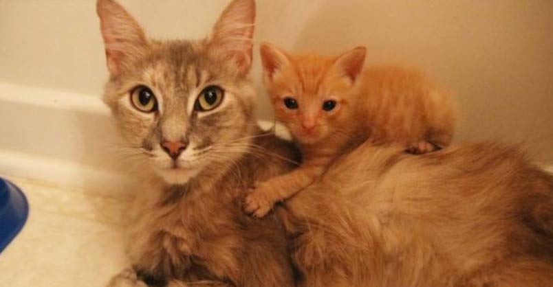 Heartbroken Cat Finds Happiness When She Becomes Mom to Orphaned