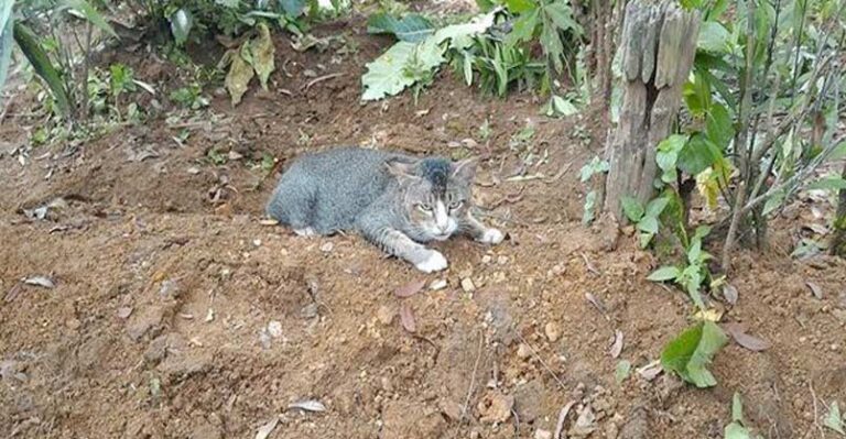 Heartbroken Cat Refuses to Leave Her Human’s Grave – We Love Cats and
