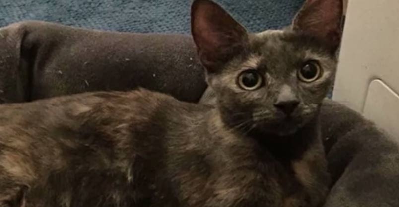 Heavily Pregnant Stray Cat Wanders Into Shelter Ready to Give Birth –