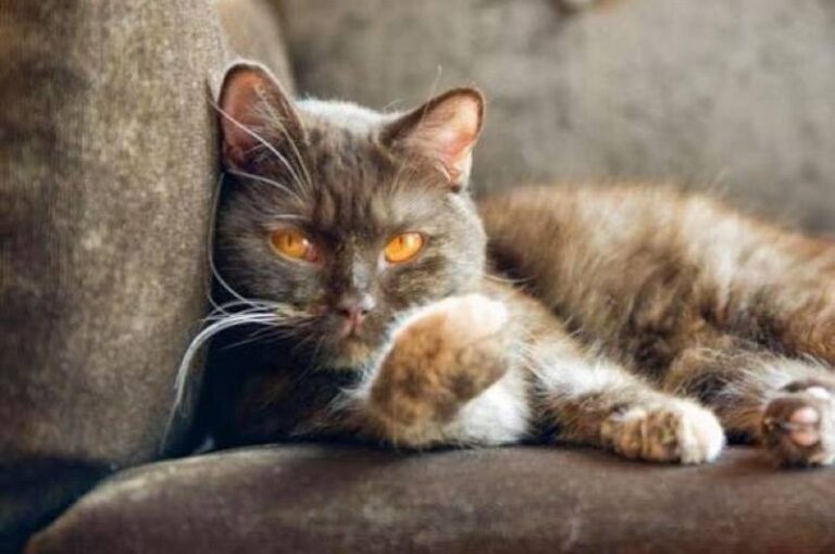 Here’s a kitty with plenty of cattitude!