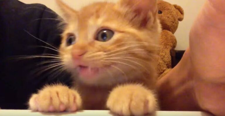 Hey! What You Eating? – We Love Cats and Kittens
