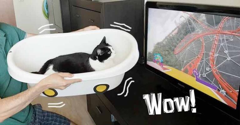 Home Roller Coaster. Fasten Your Seat Belts! – We Love Cats and