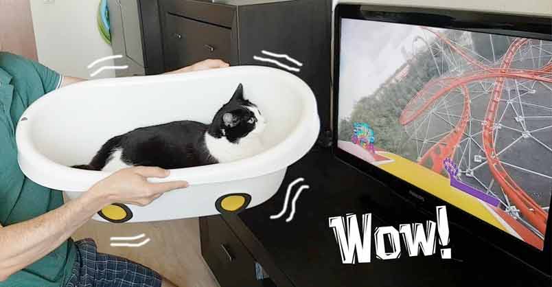 Home Roller Coaster. Fasten Your Seat Belts! – We Love Cats and