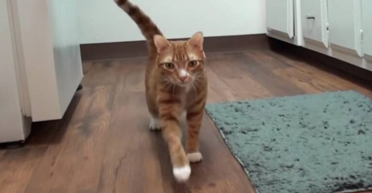 How Cats Say “I Love You”