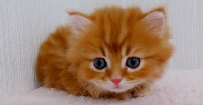 How Cute! This Little Kitty is Too Adorable