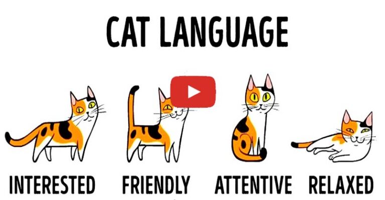 How To Understand Your Cat Better – We Love Cats and Kittens