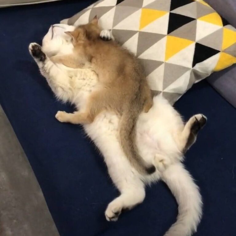 How cute is this?!