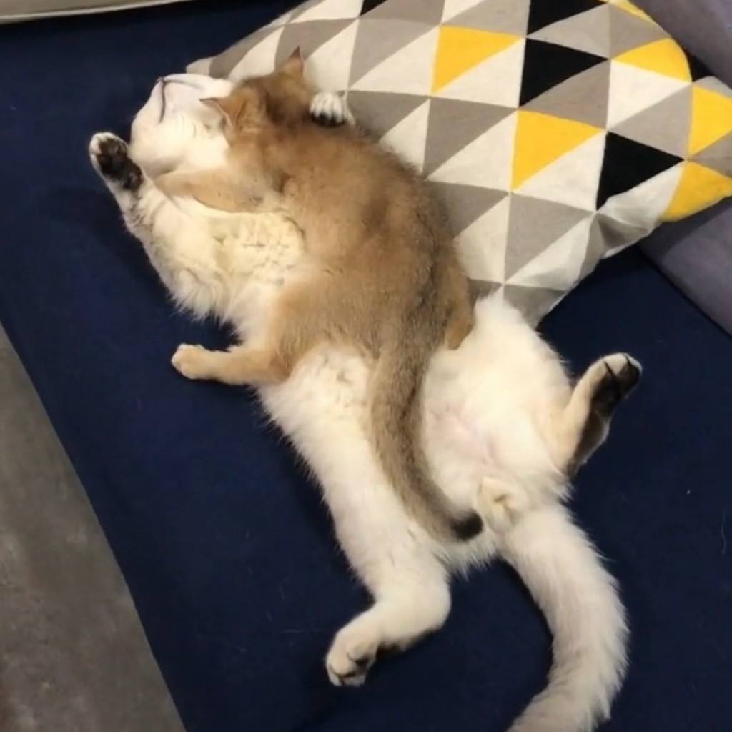 How cute is this?!