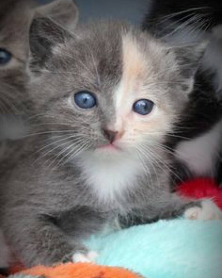 How cute is this little fella?