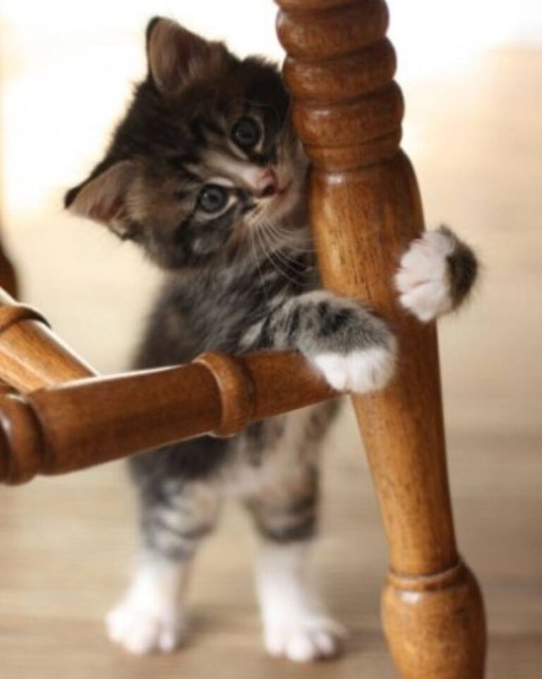 How many likes for this little cutie?