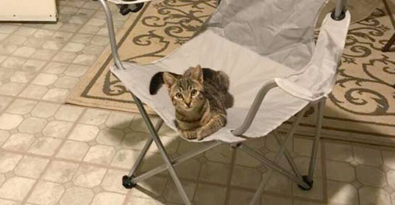 I Came Home From Work and Found a Cat Sitting in My Chair, I Don’t