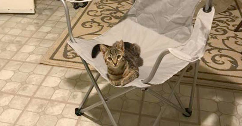 I Came Home From Work and Found a Cat Sitting in My Chair, I Don’t