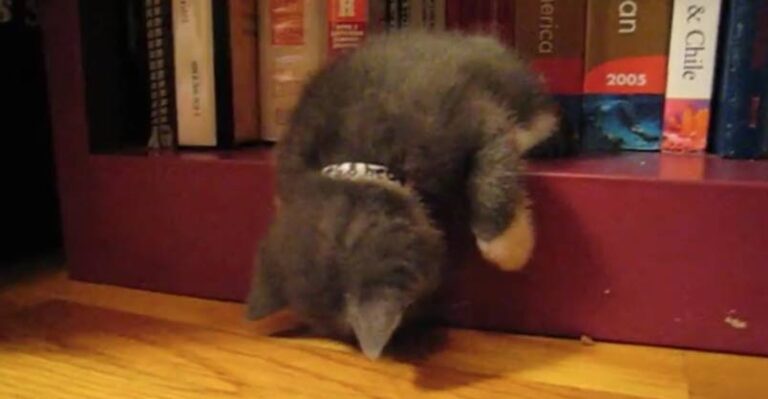 I Think I Will Sleep Here !! – We Love Cats and Kittens
