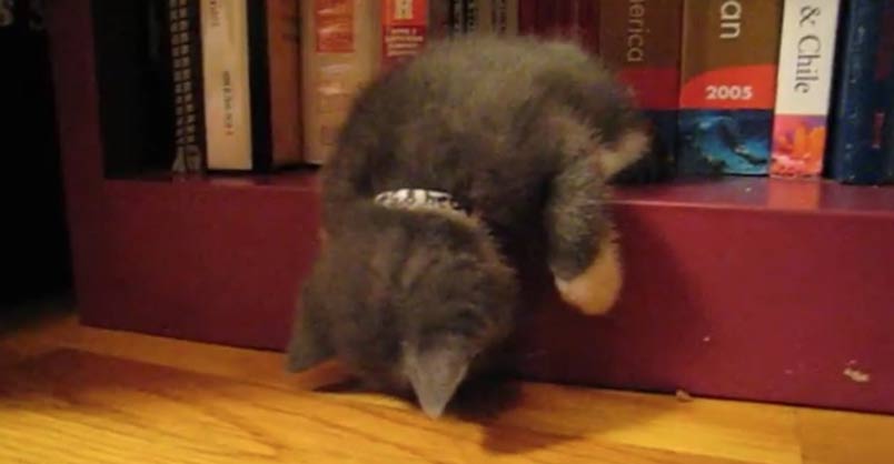 I Think I Will Sleep Here !! – We Love Cats and Kittens