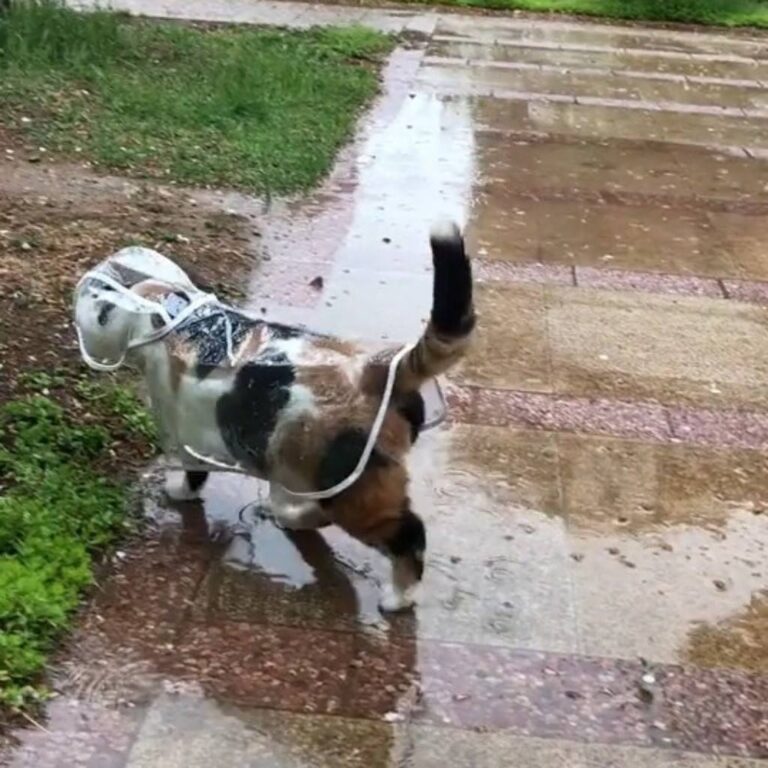 I need this for my cat. Join our group: Happy Cats
