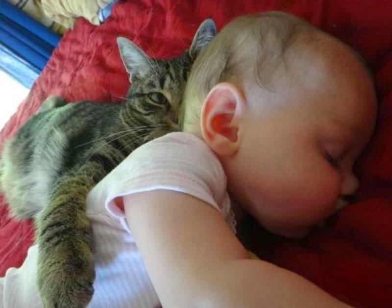 I shall protect you tiny human…..