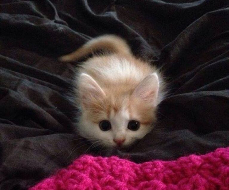 I think I can see a butt wiggle and pounce about to happen !