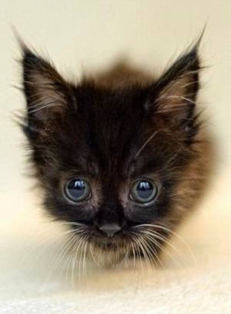 I think this adorable is getting ready to……POUNCE!