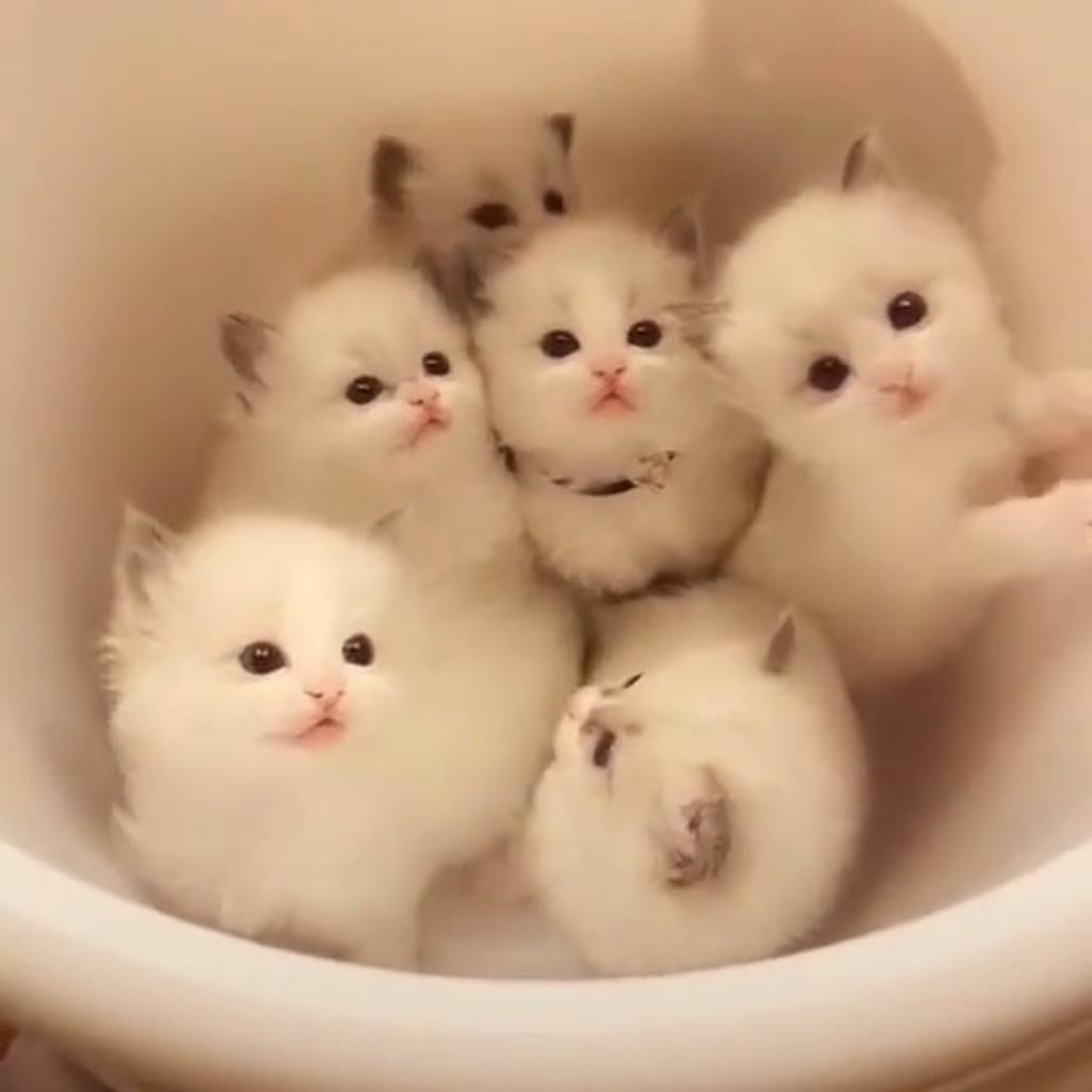 I want them all. Join our group: Happy Cats