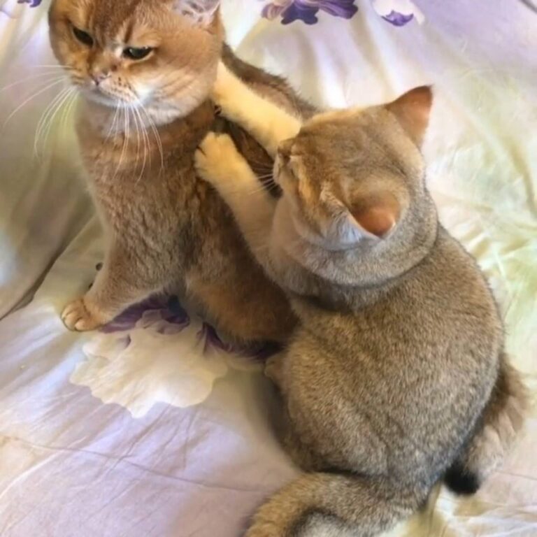 I wish someone would do that to me. Join our group: Happy Cats