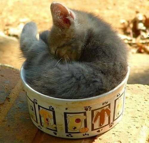 If I fits……will sleep in bowl! [See ALL our best cat Pix here –
