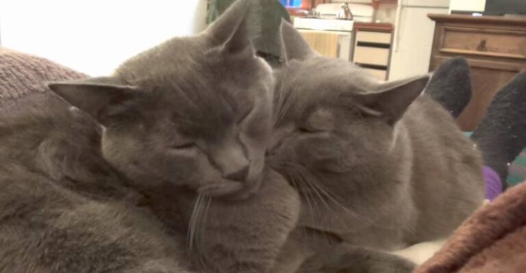 If You Don’t Have Cats In Your Life, You’re Really Missing Out! – We