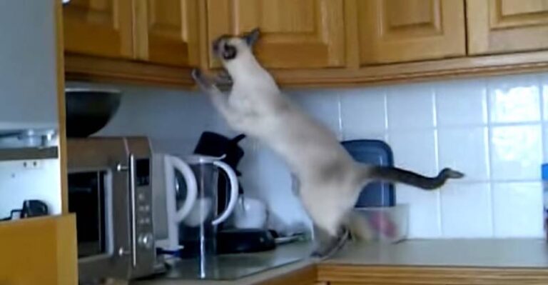 Is This the Ultimate Cat Burglar?