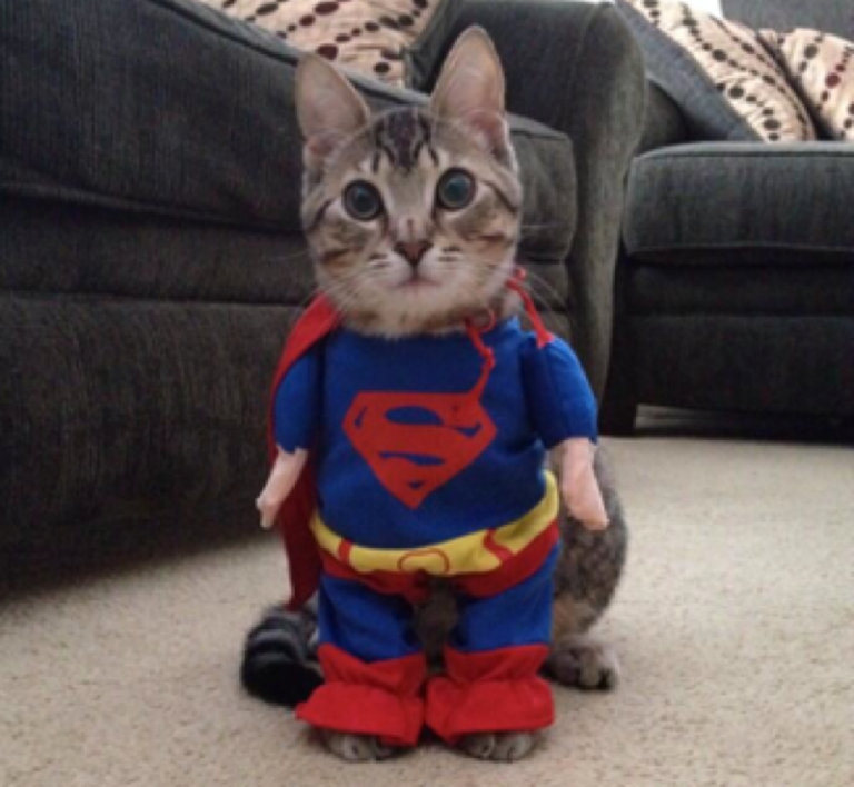 Is it a bird, is it a plane…….no! It’s Superkitty!
