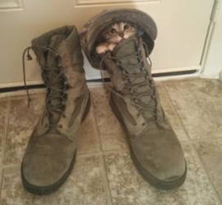 Is this the new Puss in Boots?