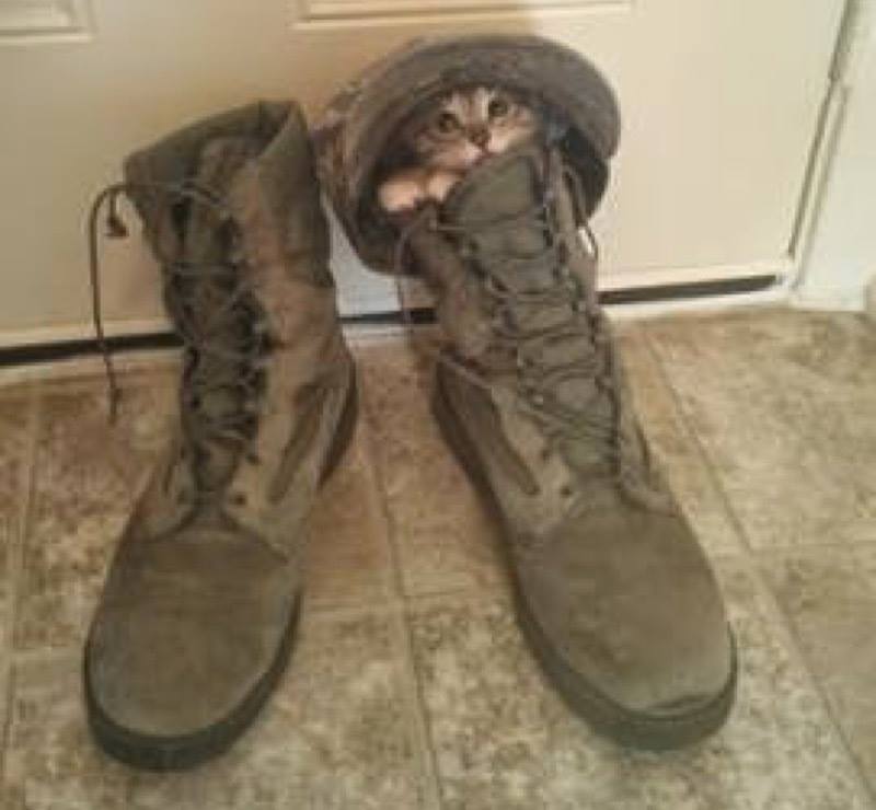 Is this the new Puss in Boots?