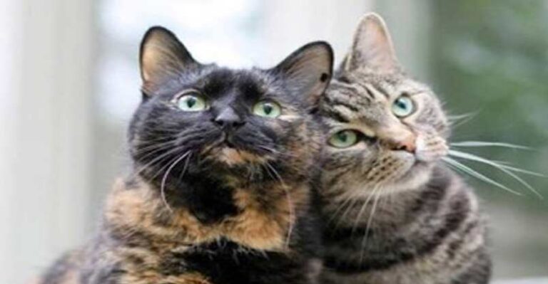 Isn’t Life Grand – 7th September 2018 – We Love Cats and Kittens