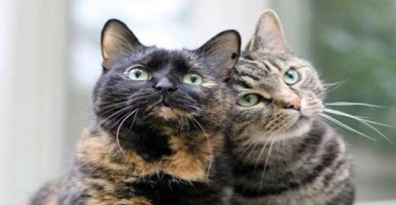 Isn’t Life Grand – 7th September 2018 – We Love Cats and Kittens