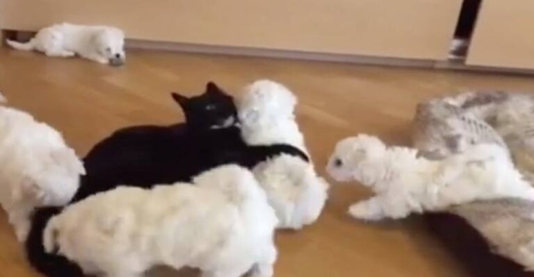 It’s Not Easy Being a Nanny to Five Puppies! – We Love Cats and