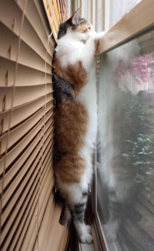Just having a sneaky peek……. [See ALL our best cat Pix here –