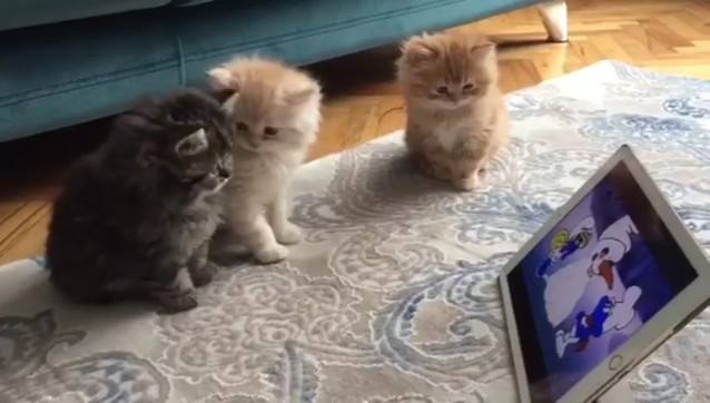 Kids these days, TV all day long… Join our group: Happy Cats