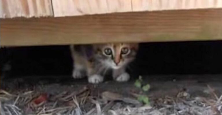 Kitten Abandoned at Playground Rescued by Sweetest Guy – We Love Cats