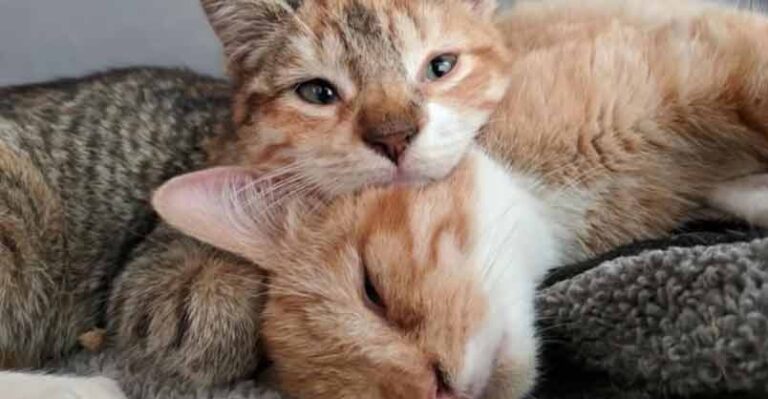 Kitten Comforts Her Brother After They Were Saved From Freezing