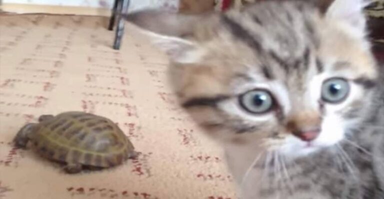 Kitten Has No Idea What To Make Of This Tortoise – We Love Cats and