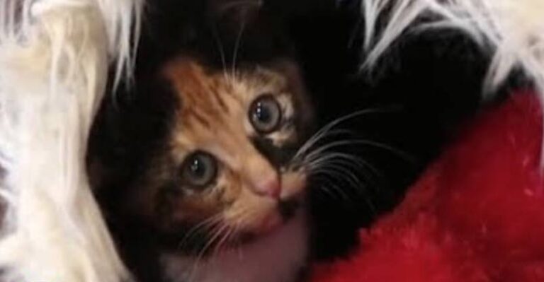 Kitten Trapped For Two Days Saved by Determined Rescuers – We Love